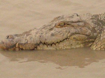 sag croc 3 face.JPG